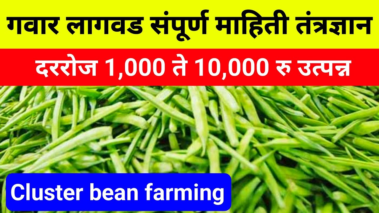 गवार लागवड | दररोज 1000 रु उत्पन्न | गवार बियाणे | गवार फवारणी / खते | Cluster bean farming | gavar