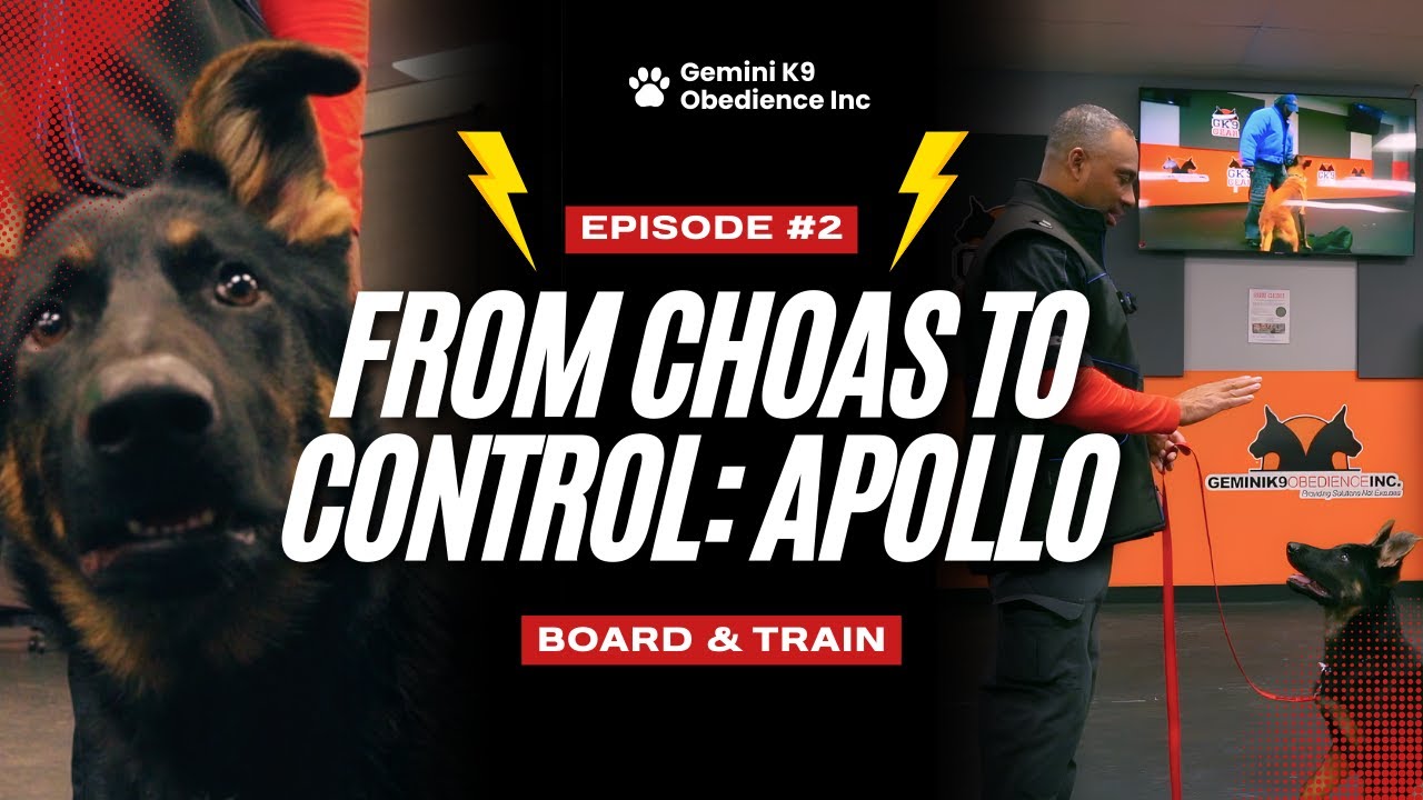 Teaching Sit Stay, Down Stay & Recall to a High Drive GSD Puppy | Board & Train Episode 2