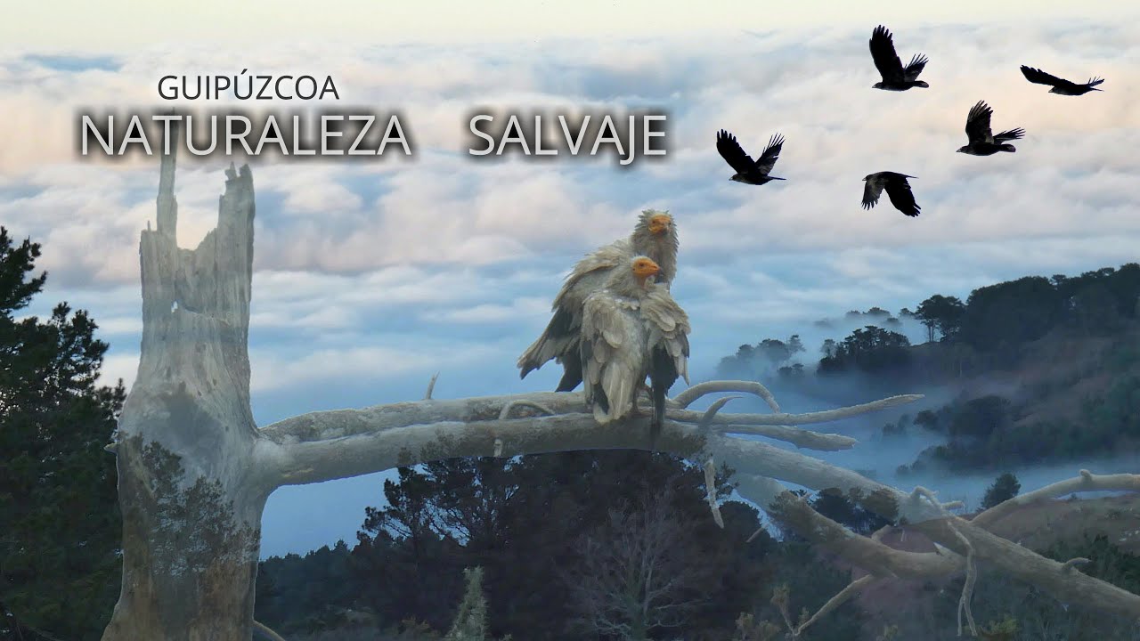 💚  NATURALEZA SALVAJE. GUIP&Uacute;ZCOA.