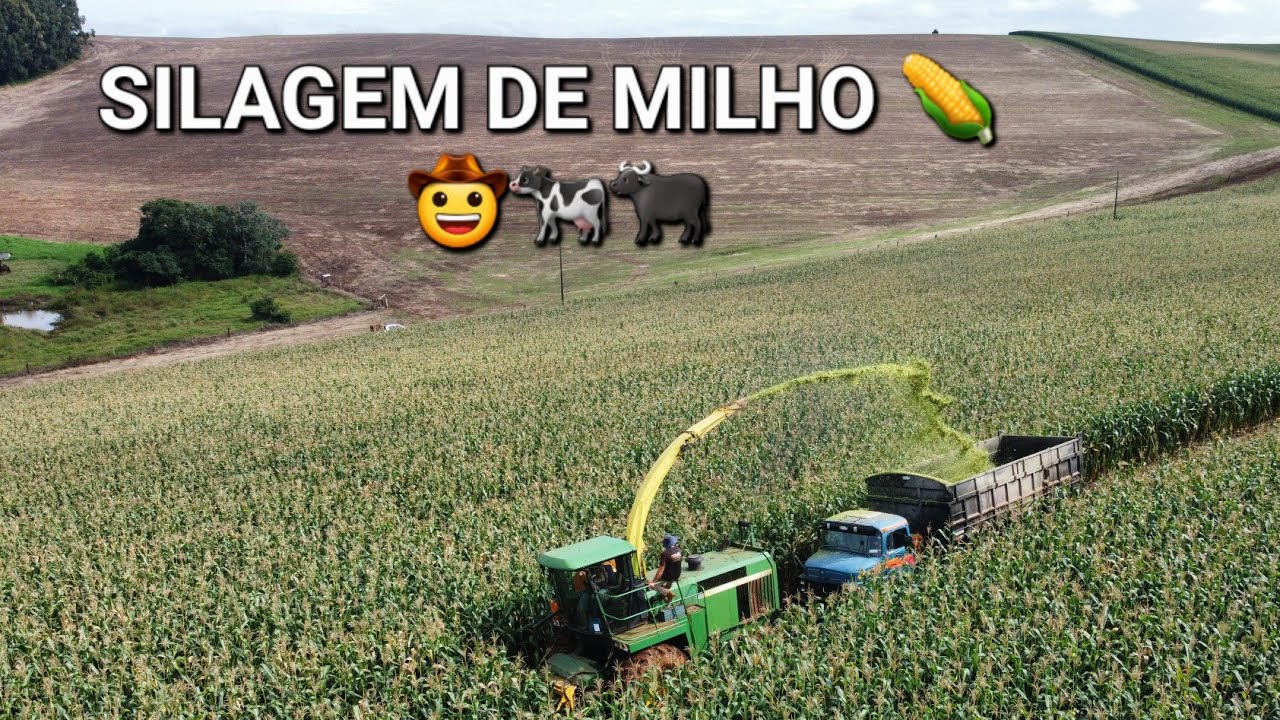 SILAGEM DE MILHO PRA ENGORDAR A BOIADA - Rendeu muito