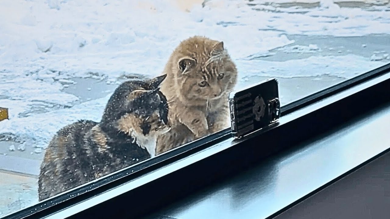 【保護猫】野良猫の夫婦が我が家に来て数日後→少しずつ家族の一員となり、やがて出産を迎える…【感動する話】