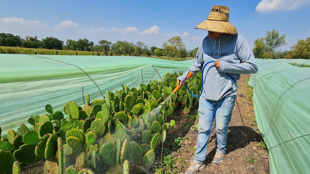 FERTILIZANTES PARA PRODUCIR MUCHOS NOPALES
