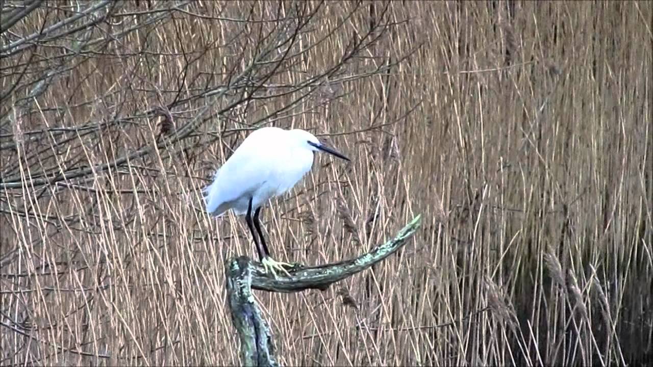 The Spinnes - Nature Reserve, North Wales