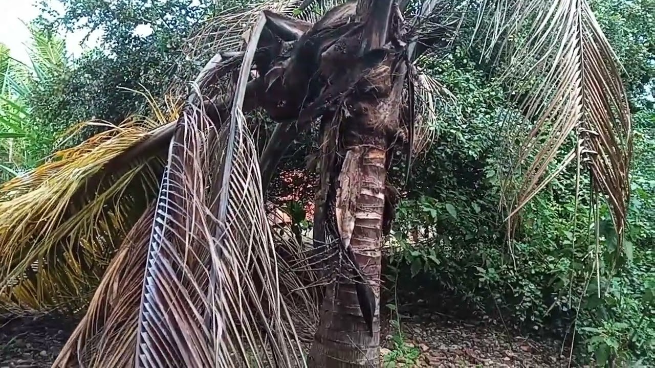 These  pest killed my beautiful coconut tree please advice me what to do🏕🏕🏕