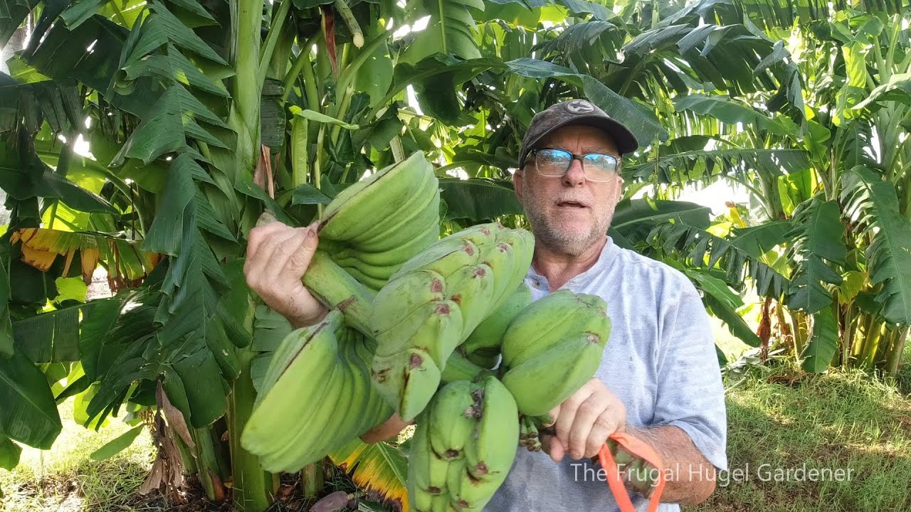Harvesting Multiple Banana Racks