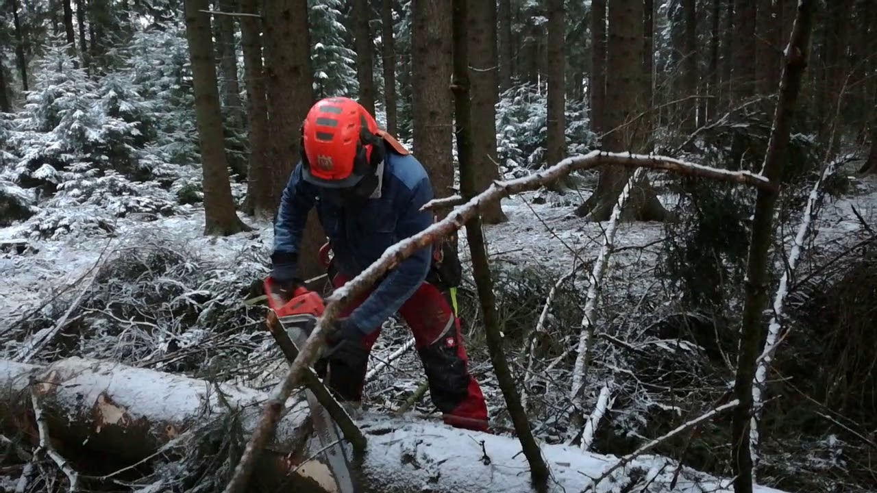 Chainsaw Husqvarna 560 XP Complete cut of the fallen trees in the Herwart storm