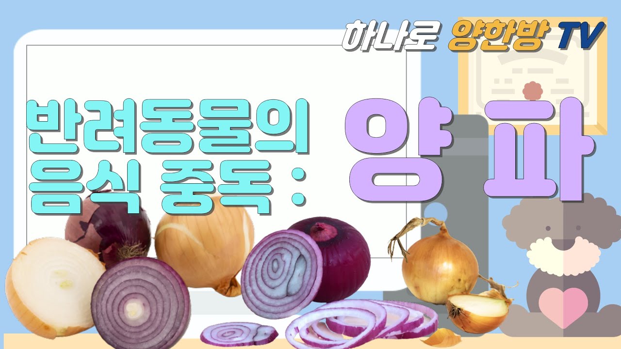 반려동물 상식: 양파중독 (반려동물 음식 중독)