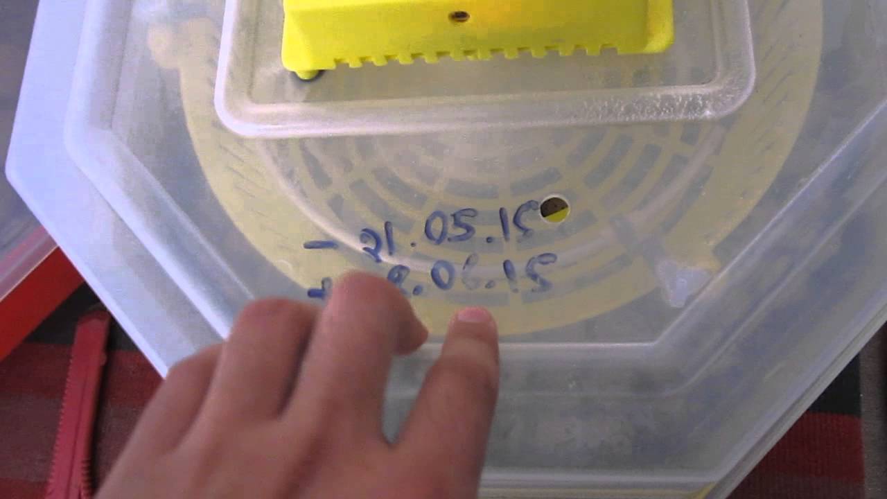 № 3 Incubarea oualelor de prepelita broler CLEO 5 . Инкубация яиц перепелов. Incubation quail eggs