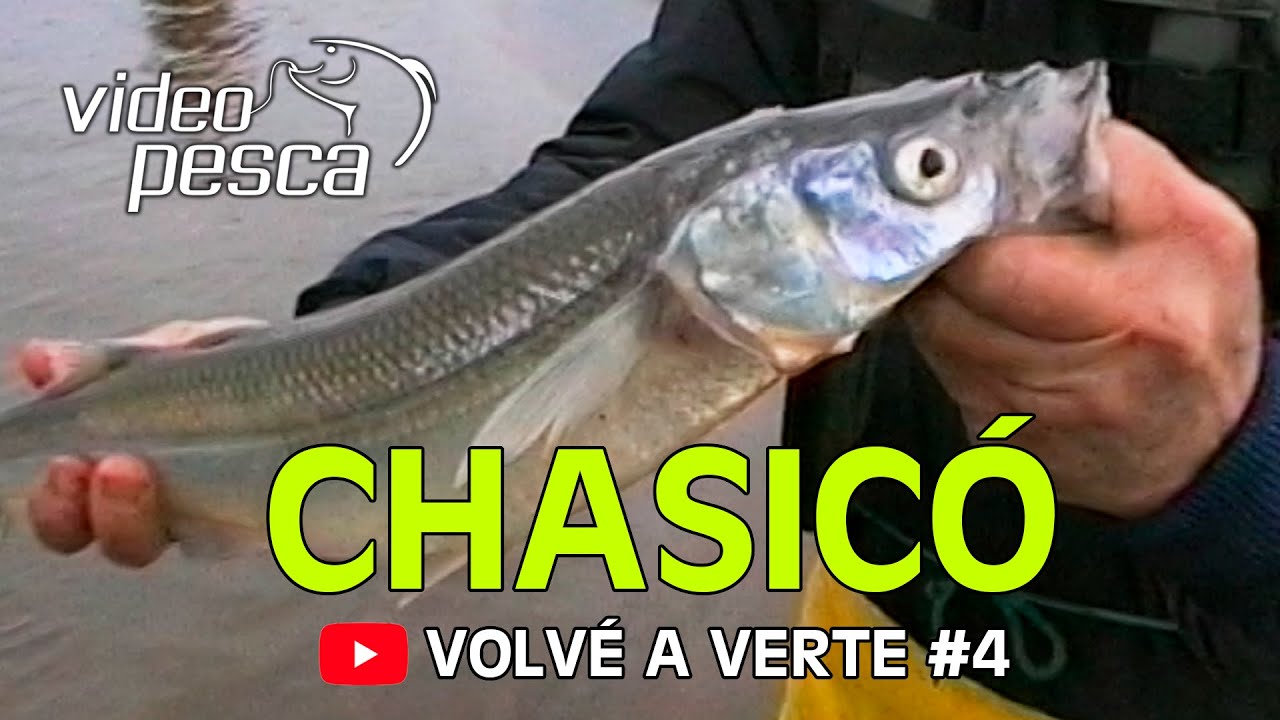 Los grandes Pejerreyes de Chasicó - Volvé a Verte #4