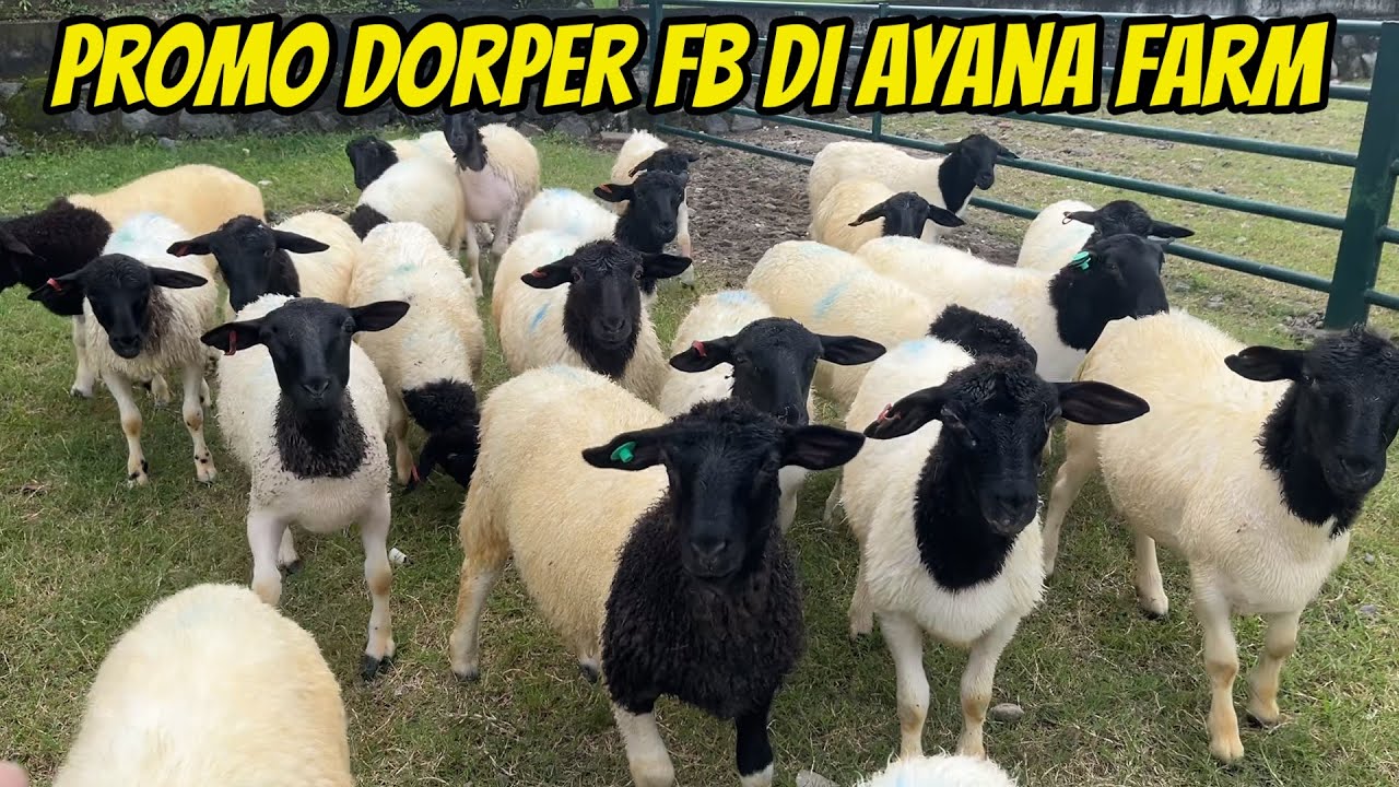 PROMO DORPER FB DAN BUNTINGAN DI AYANA FARM KEDIRI