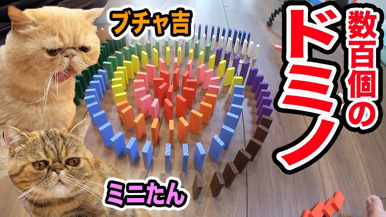 ブチャ吉とミニたんと同じ部屋でドミノを100個完成させるまで終われまてん！【猫ドミノ】