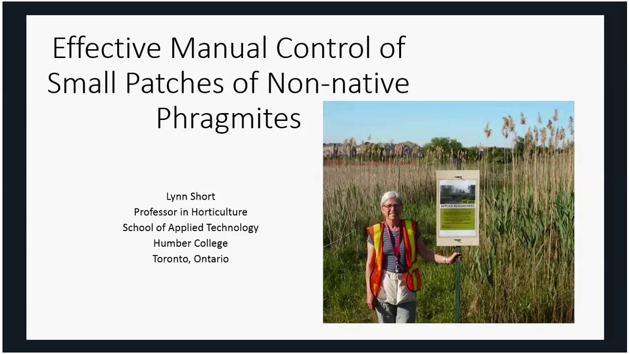 Manual control of non-native Phragmites - effective options for small patches