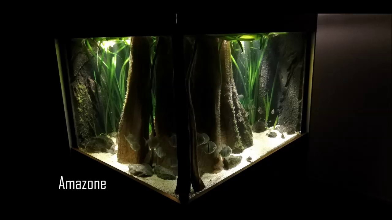 Myleus Schomburgkii Thin bar