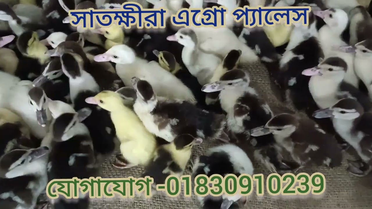 চিনা হাঁসের বাচ্চা ২৫ দিন বয়স