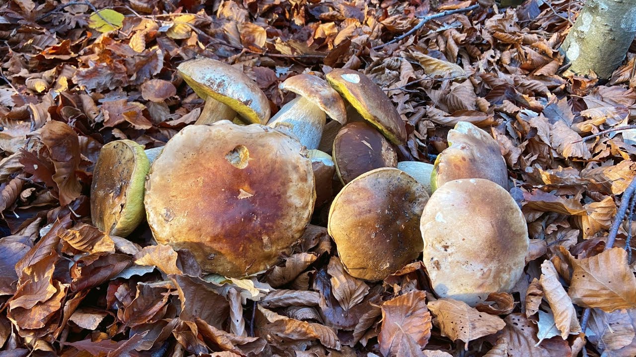 Gli ultimi PORCINI dell'anno PERFETTI! - Novembre 2022