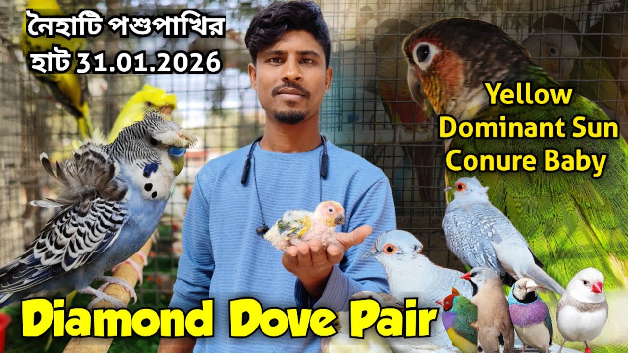 ।।Diamond Dove Pair।।Yellow Dominant Sun Conure Baby।।Part -1।।Naihati Pet Market✨।।Price of Birds।।