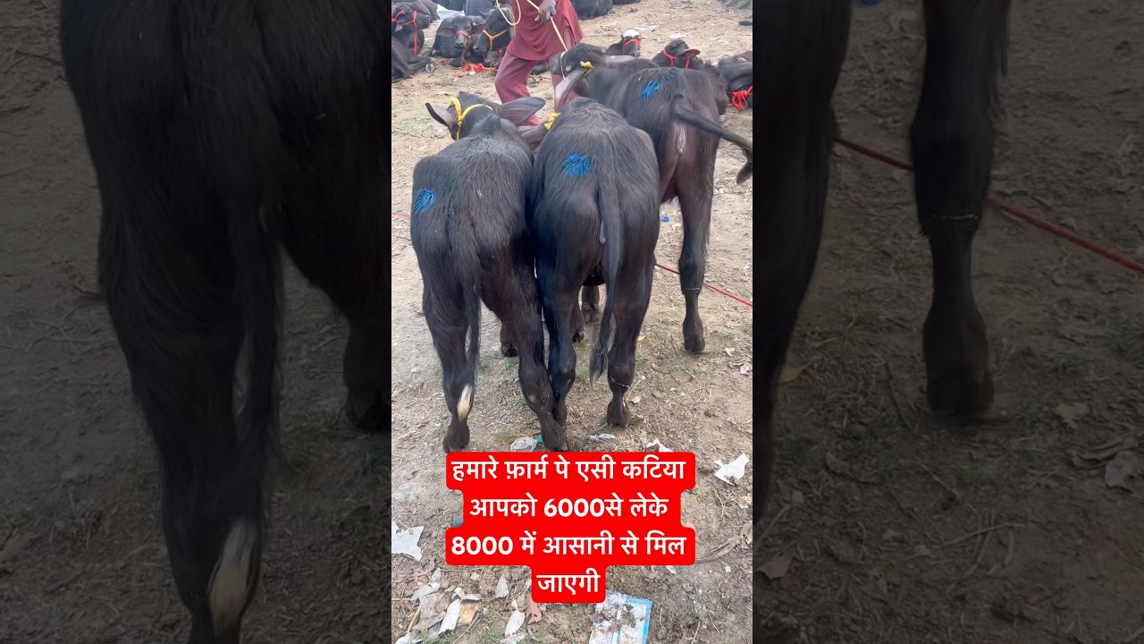 Asli Murrah katiya punjab wali #bollywood #love #padi #cow #baffalo #dairyfarm #katiya #pashumandi