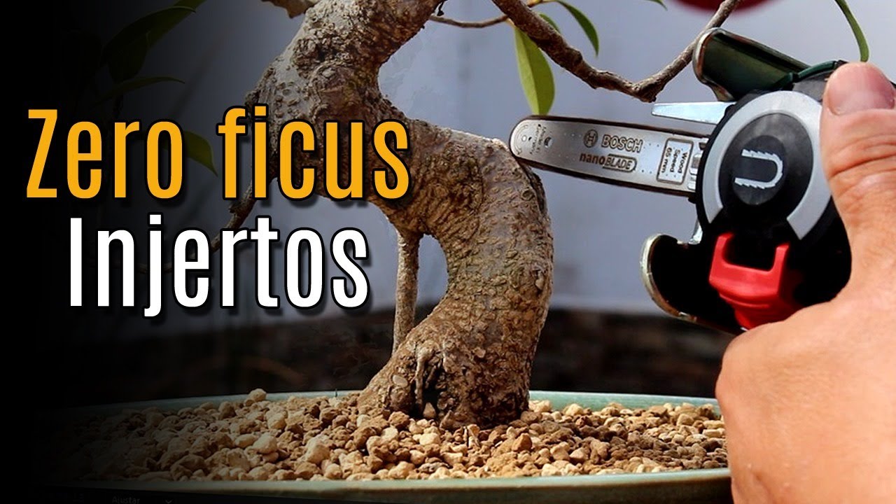 Bonsai Zero Ficus injertos 2020