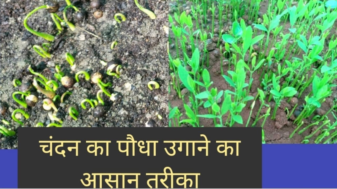 how to fast germinate sandalwood seeds/सफेद चंदन का पौधा बीस दिन मे उगाये/