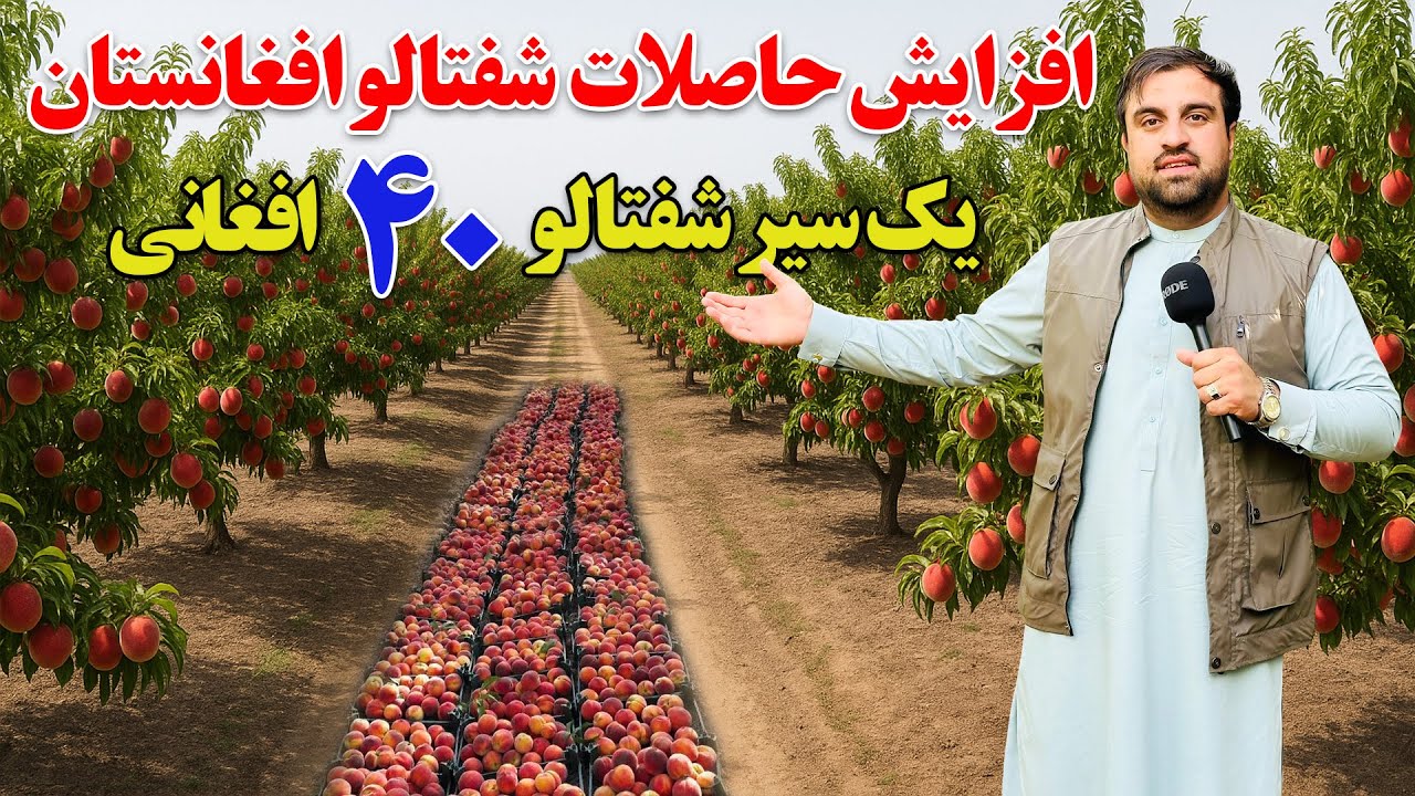 گزارش ویژه از افزایش حاصلات شفتالو در ولایت ننگرهار | Peach in Afghanistan