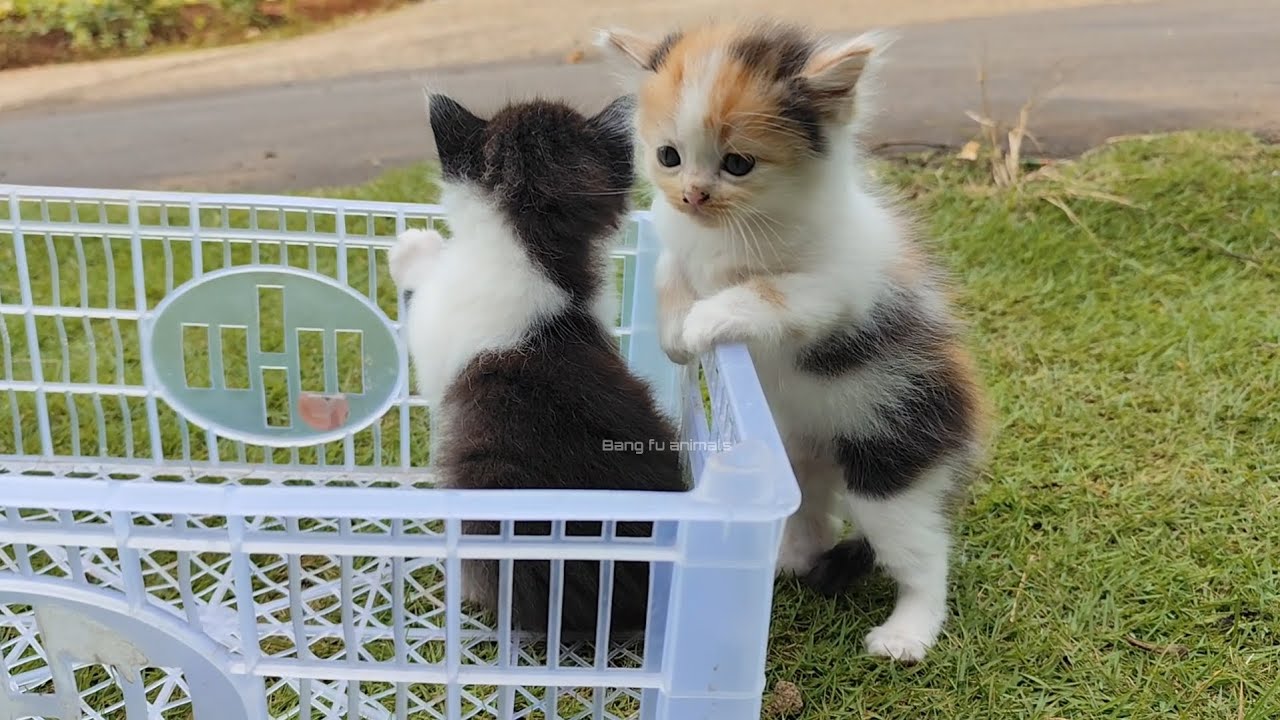 🔥Wow, it's so fun for kittens to play on the green grass‼️bang fu animals