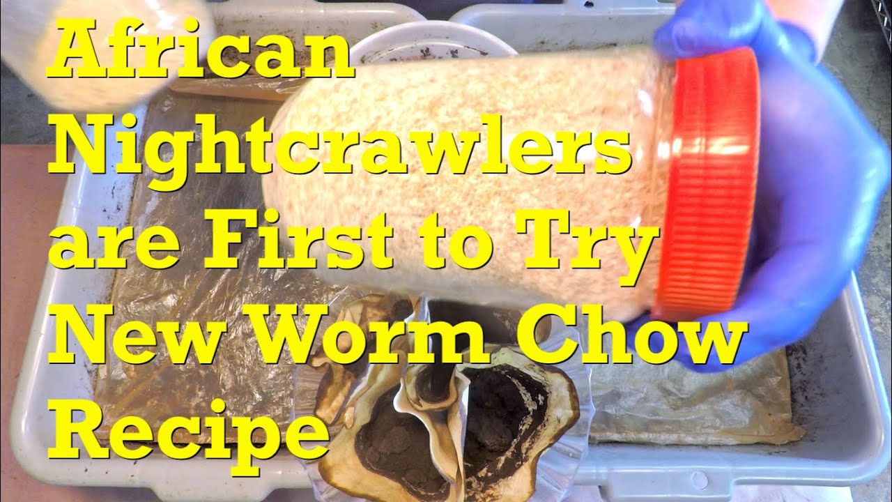 New worm chow recipe's 1st try in 20th feeding of 234-day ANC worm bins - vermicompost