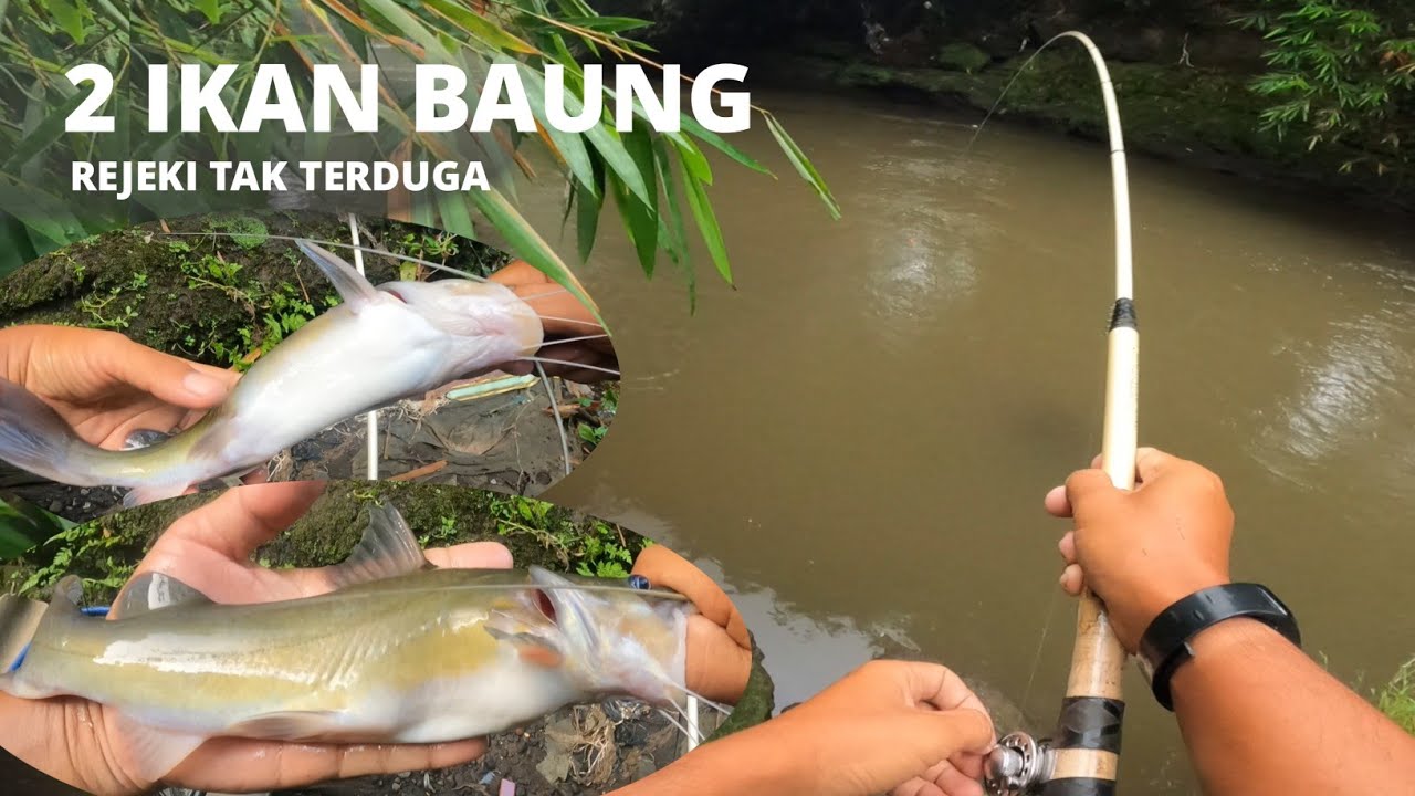 TARIKAN IKAN BAUNG MEMANG GILA ‼️JORAN PANCING SAMPAI MELENGKUNG TAJAM