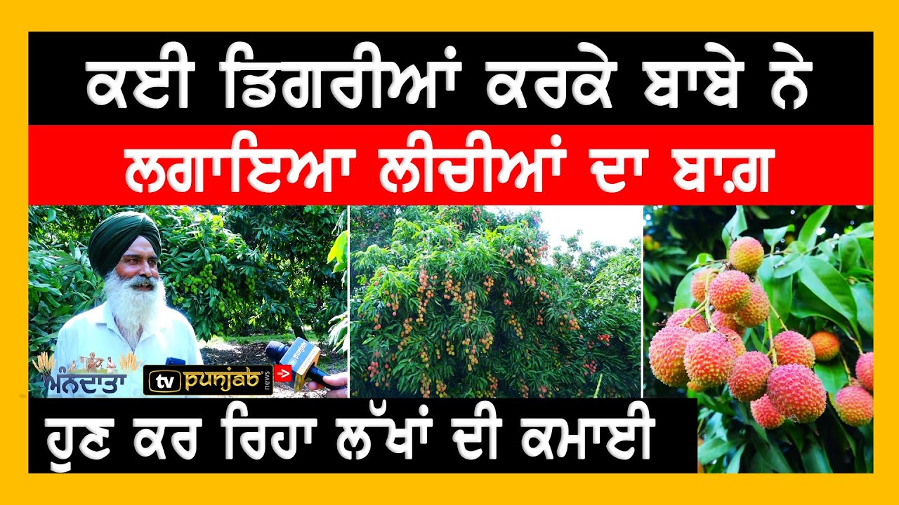 ਕਈ ਡਿਗਰੀਆਂ ਕਰਕੇ ਬਾਬੇ ਨੇ ਲਗਾਇਆ Litchi ਦਾ ਬਾਗ, ਹੁਣ ਕਰ ਰਿਹਾ ਲੱਖਾਂ ਦੀ ਕਮਾਈ | Ann Data | TV Punjab