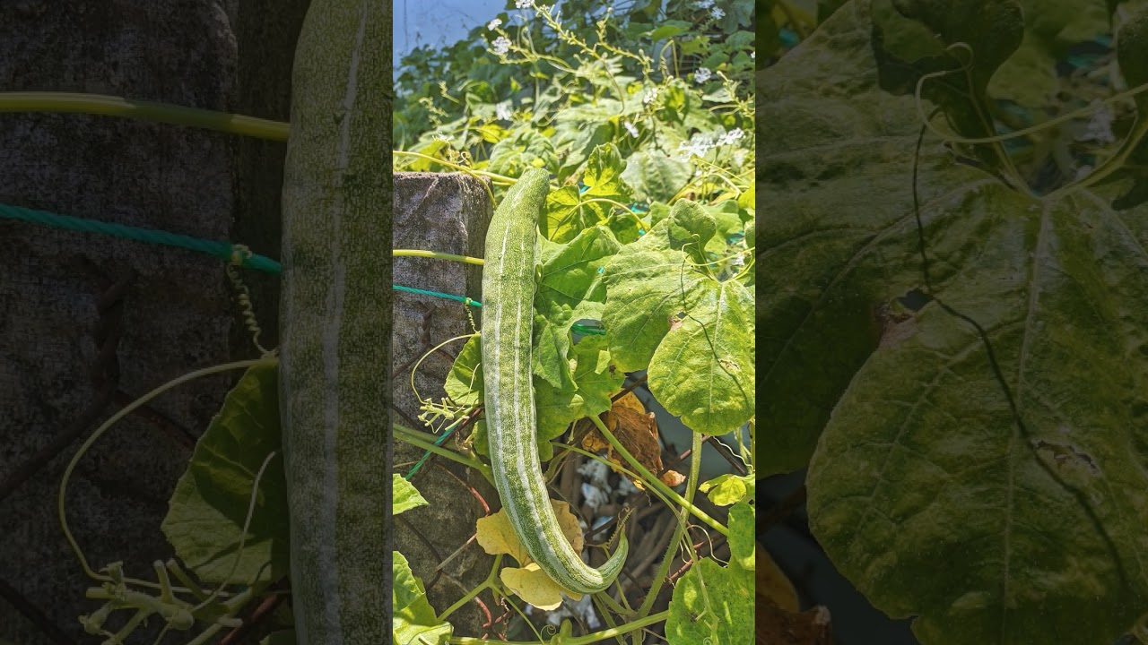 🌹⁷☆&bull;⁵■&sup1;&sup1; Snake Gourd, Chachinda चचिंडा (Trichosanthes cucumerina) in Gourd Family (Cucurbitaceae)