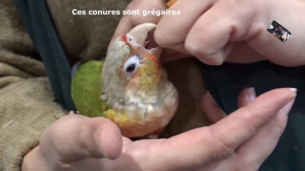 La Conure Pyrrhura  Molinae   - Animalerie de Villaverde -  Pizançon (Drôme) France