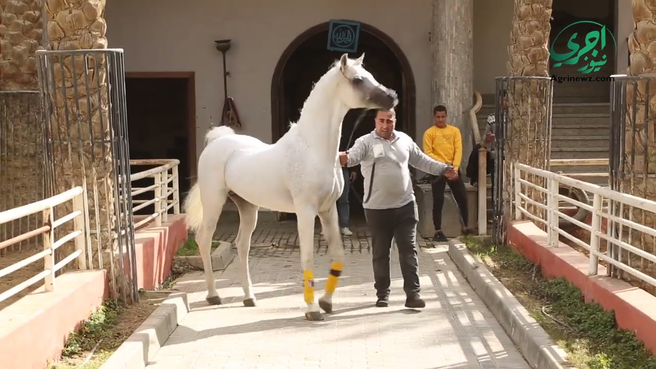 شروط تربية وتصدير الخيول العربية الاصيلة