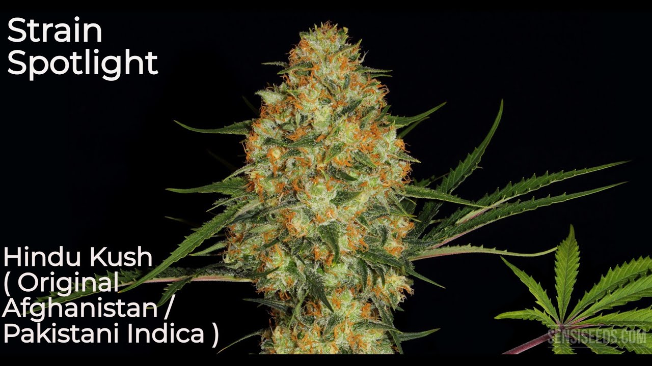 Hindu Kush - Strain Spotlight
