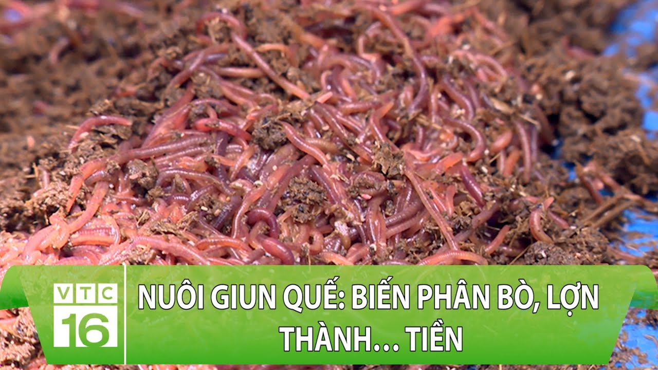 Nuôi giun quế: Biến phân bò, lợn thành… tiền | VTC16