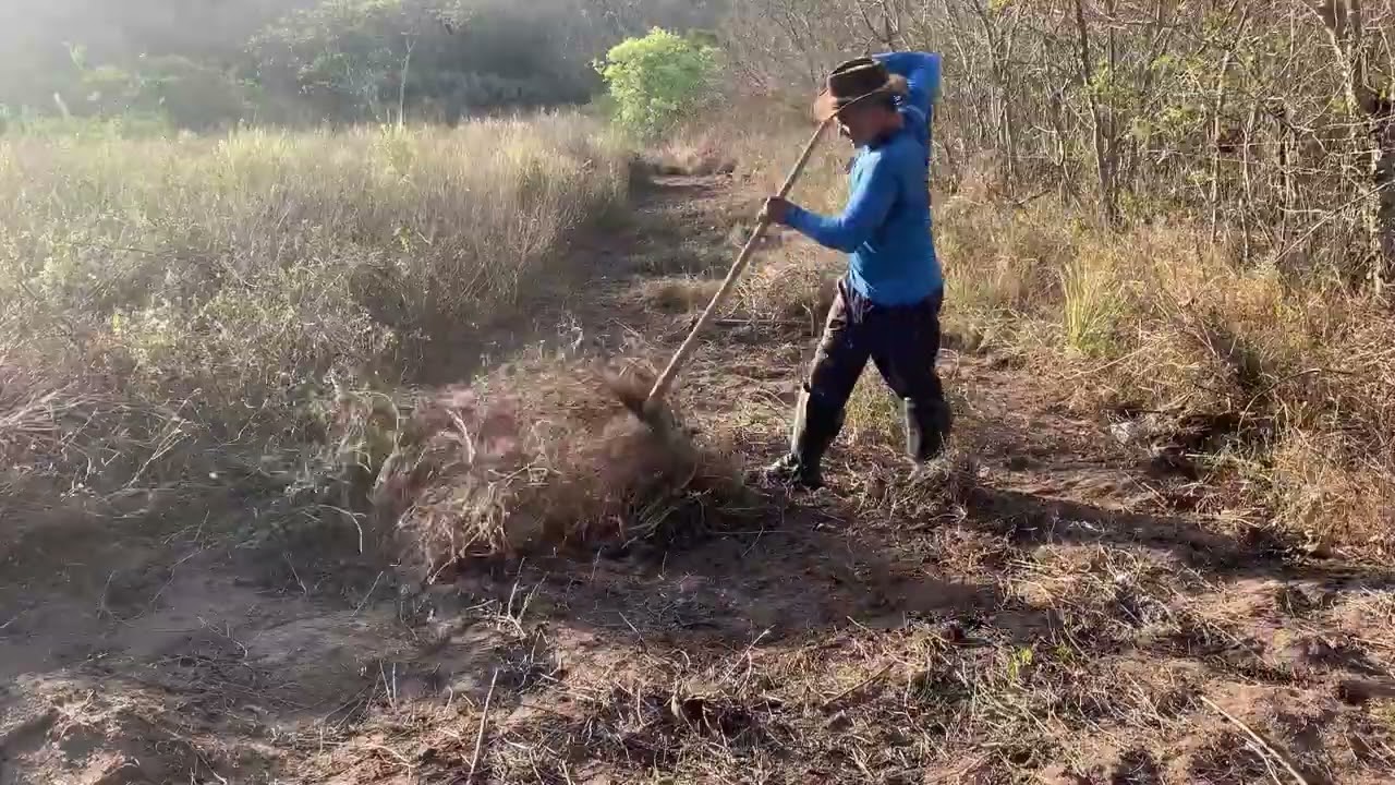 Pegando esterco de gado, e mais um dia maravilhoso no sítio 