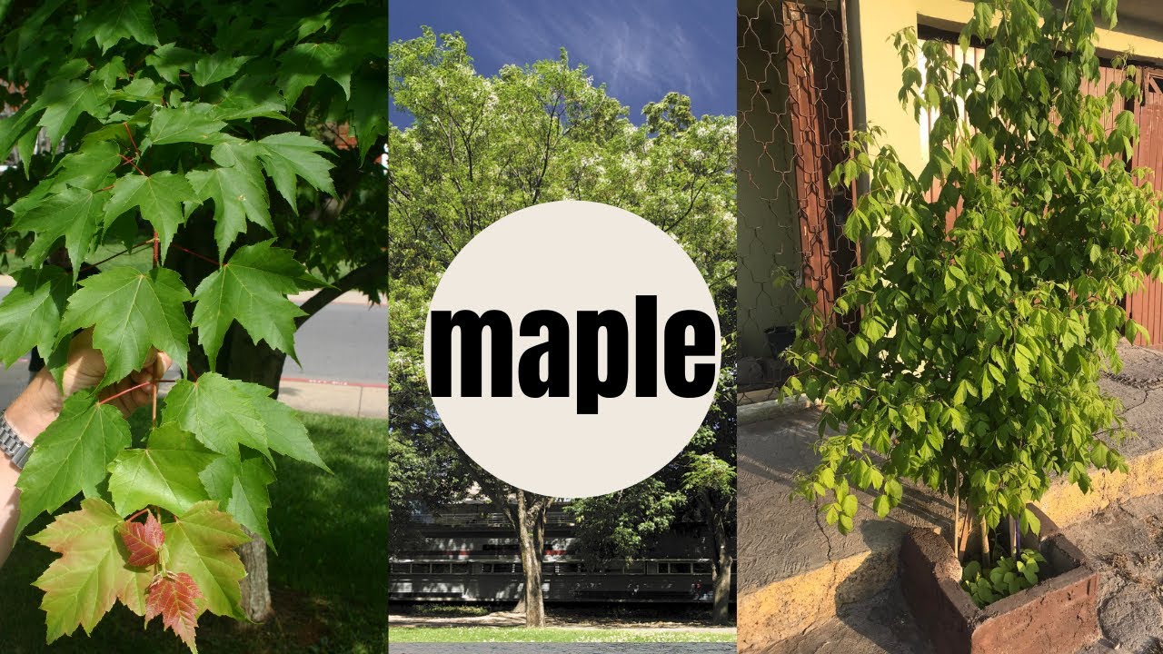ARBOL MAPLE - ARCE MEXICANO, EL ARBOL QUE SE ADAPTA A CUALQUIER CLIMA