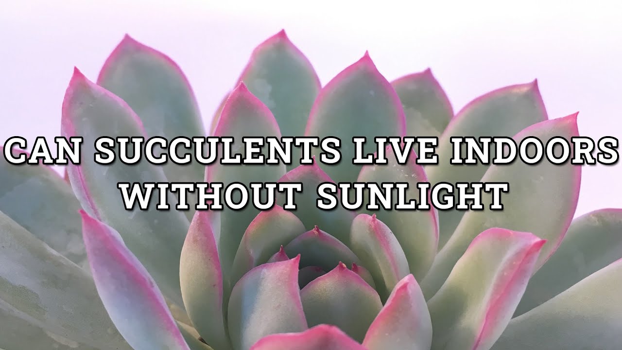 Can succulents grow in no sun/ indirect light indoors?