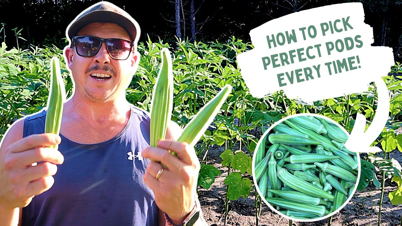 How to Pick Okra at Peak Tenderness | The Best Crunch and Flavor!