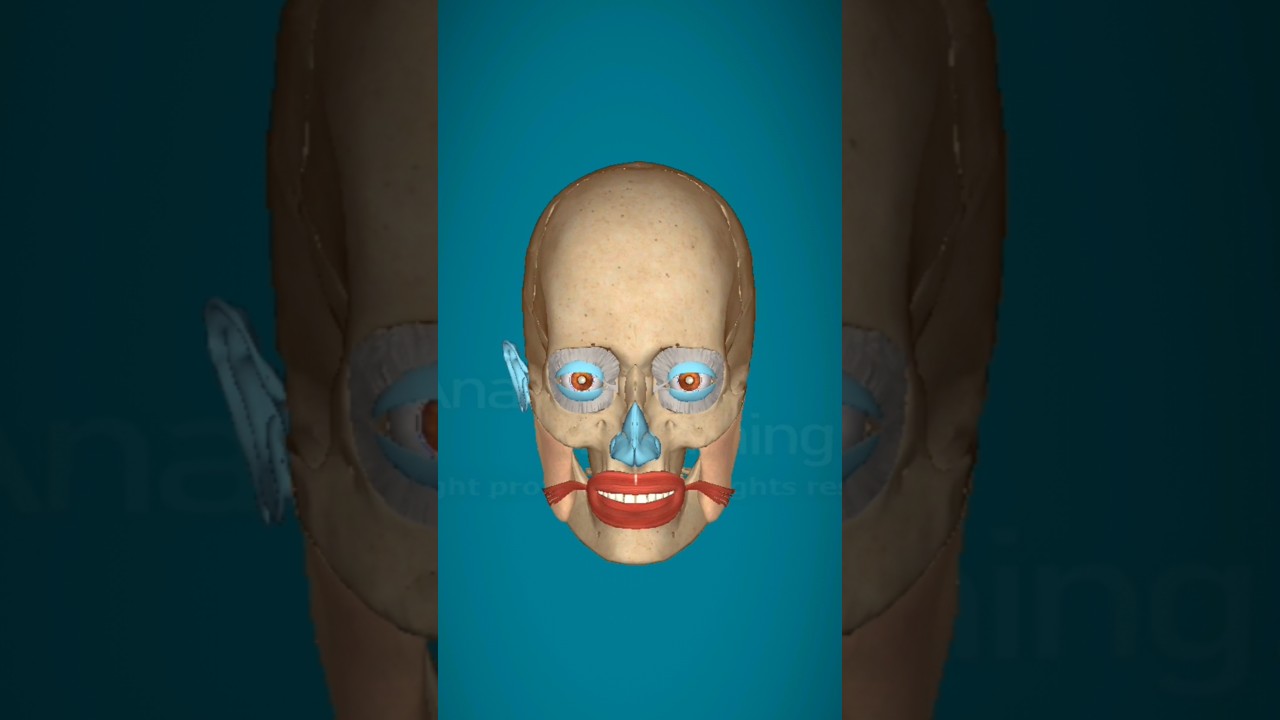 "Risorius Muscle in Motion | 3D Facial Anatomy Animation"
