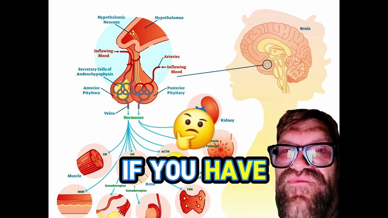 Did You Know, episode 2, Pituitary 