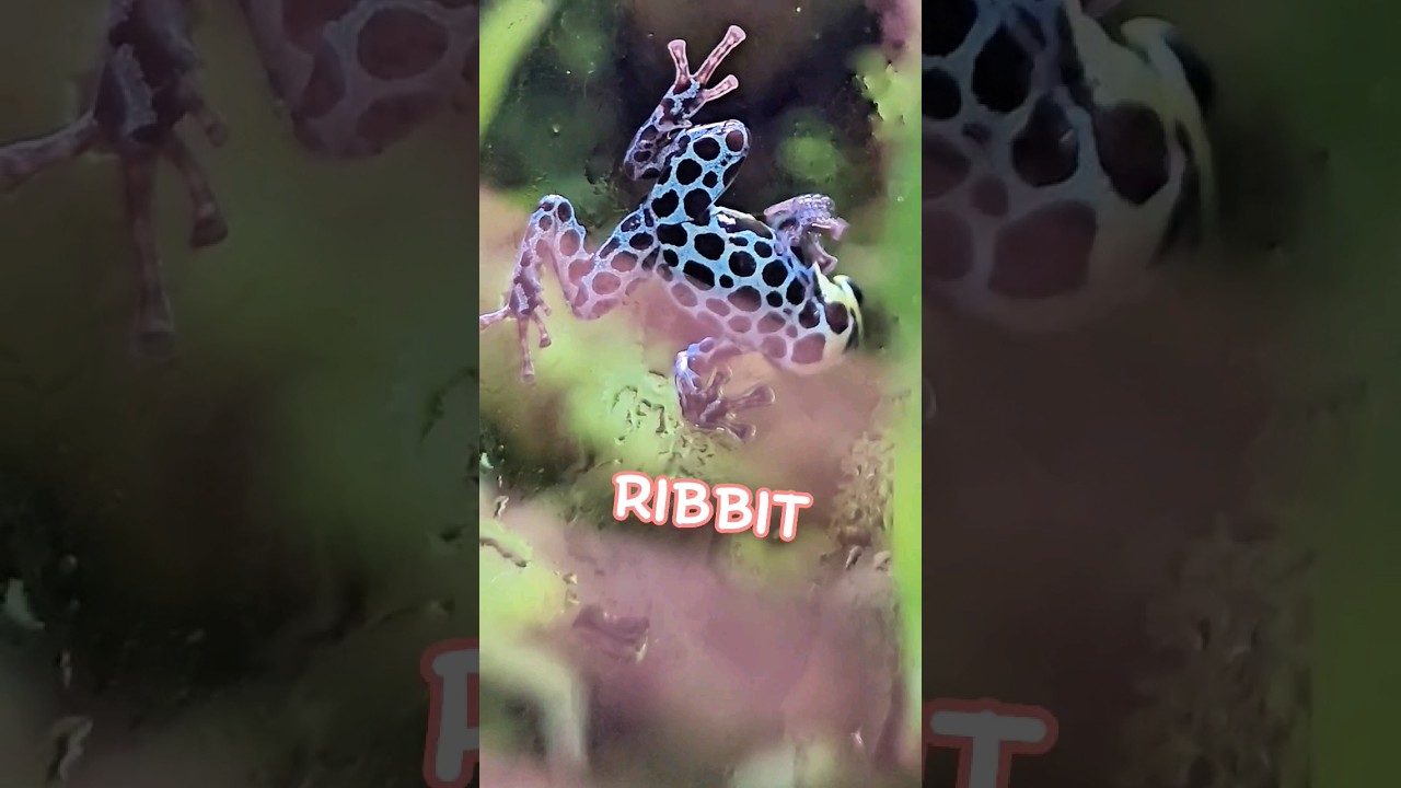 Древолазы &mdash; самые крутые питомцы! 🐸