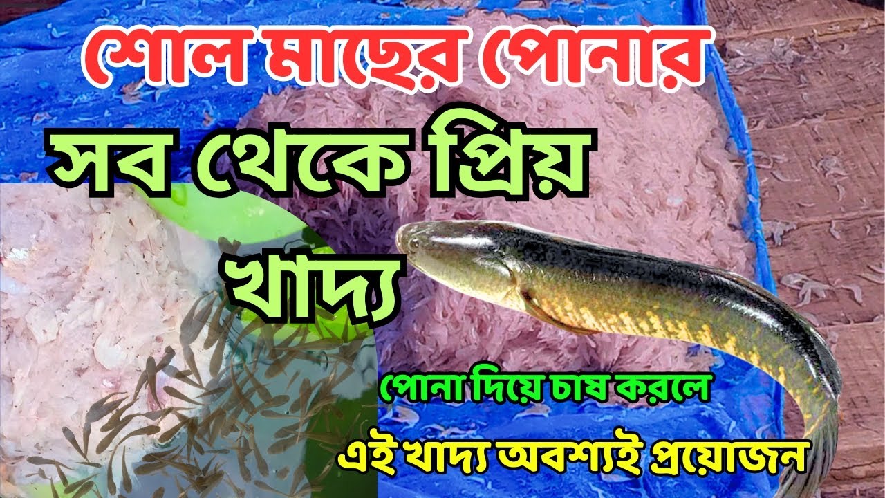 শোল মাছের পোনা বড় করার সবচেয়ে ভালো পুষ্টিমান খাদ্য। Best Nutritional Feed for Sole Fish Fry!!#sole