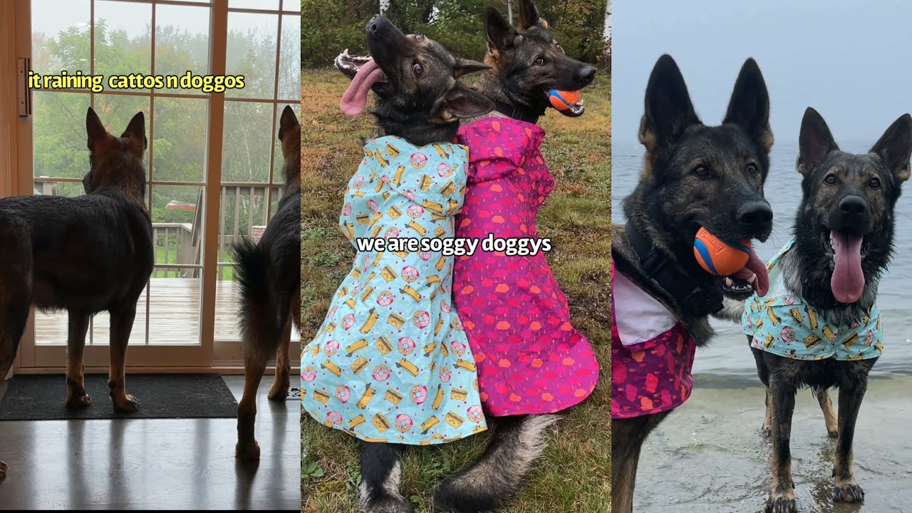 German Shepherds Enjoying A Rainy Day