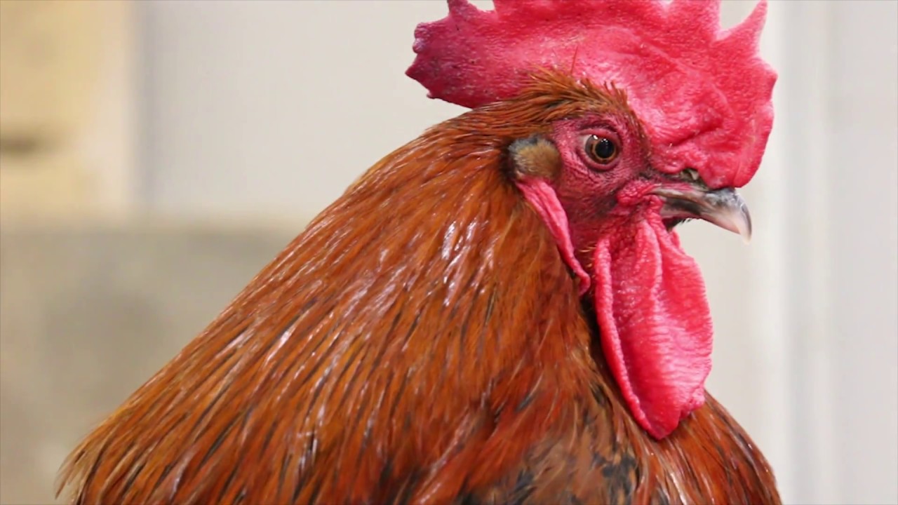 Marans (Large Fowl)