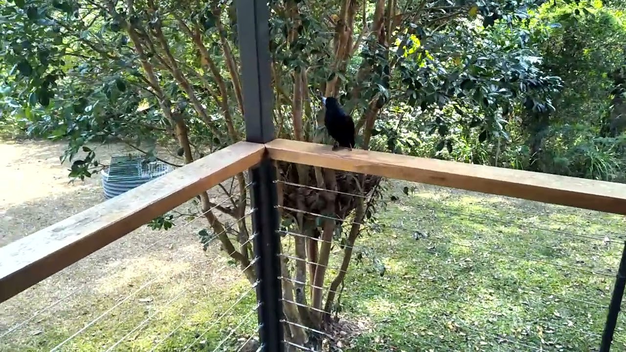 Maggie the Kuranda Magpie. Grandad Interview 2018