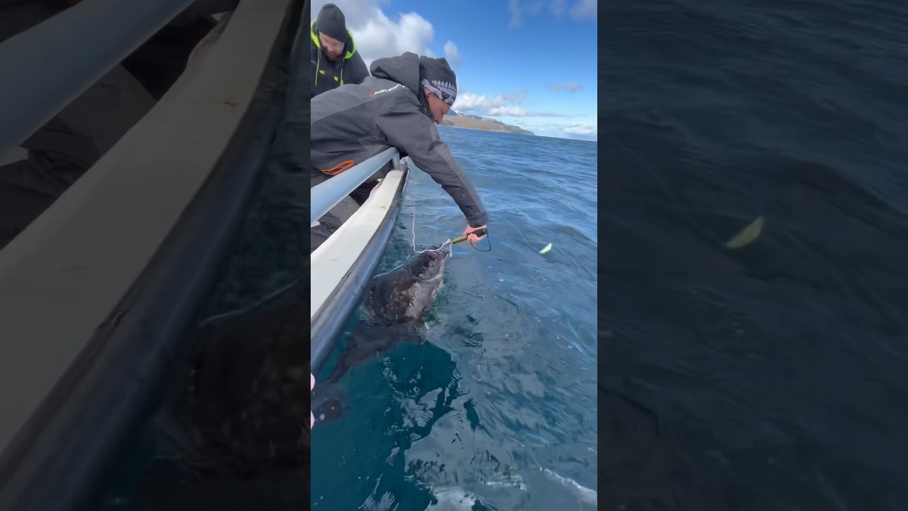 How to catch a halibut 🎣#halibut #halibutfishing #norwayfishing #norwegenangeln #heilbutt