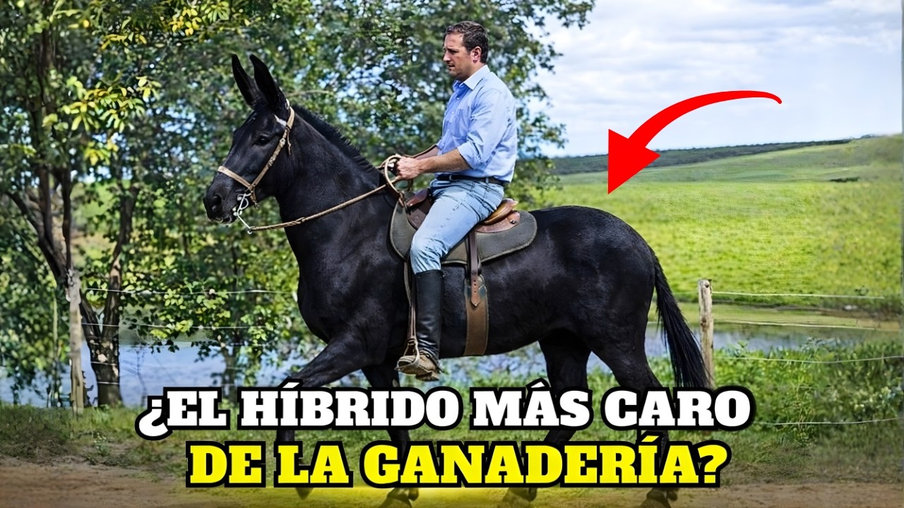 La Cruza Que Produce Mulas Más Caras Que Muchos Caballos