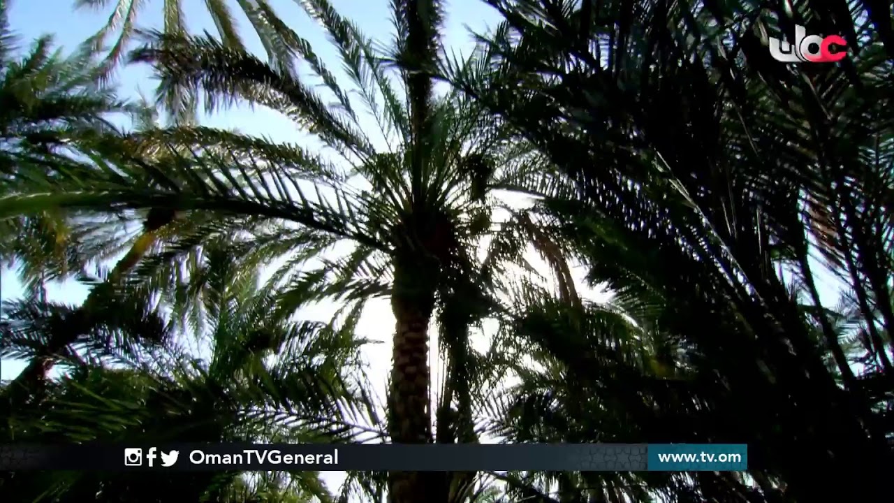 #حارات | حارة العزازنة - البريمي | الخميس 13 #رمضان 1441 هـ