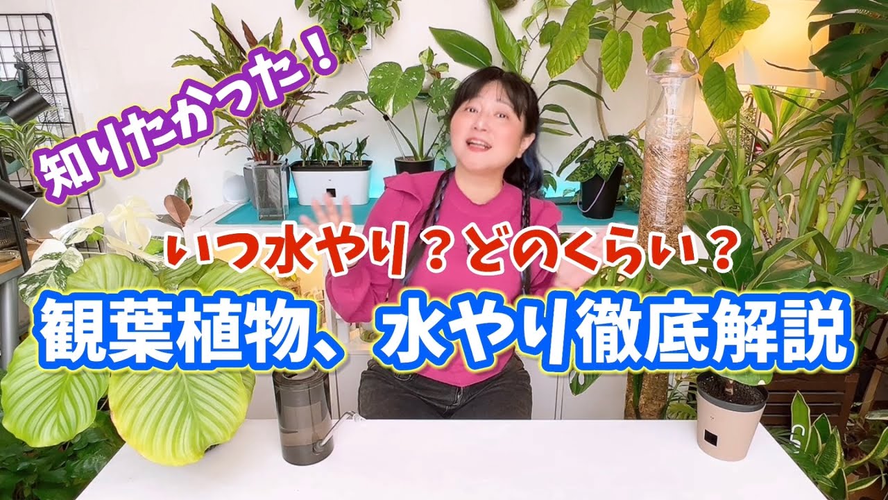 いつ水やり？どのくらい？観葉植物【冬-早春版】水やり徹底解説 #観葉植物 #plants #houseplants 