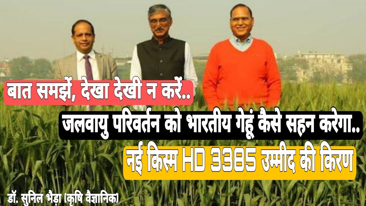 भारतीय गेहूं को बढ़ते तापमान से कैसे बचाया जा सकता है/ Terminal Heat Stress/Climatic Change/ HD 3385