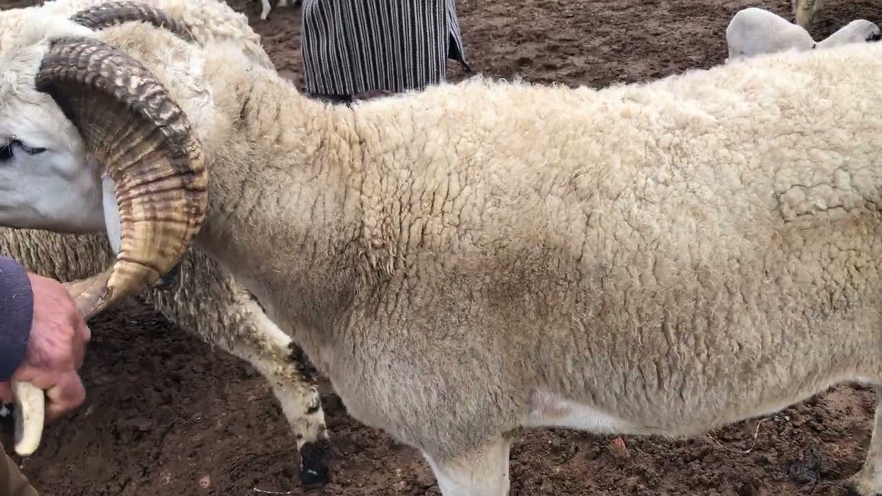 جولة في السوق الحولا مع تساقطات المطرية تبارك الله 